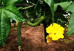 丝瓜爆料最新,揭秘娱乐圈最新热点事件